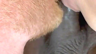 A Cuckold Story - Birthday Event