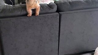 Brunette Solo Webcam Masturbation