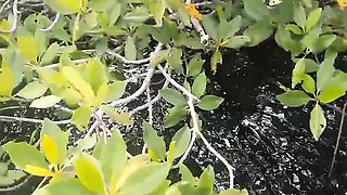 asian heather deep outdoor deepthroating throatpie swallow