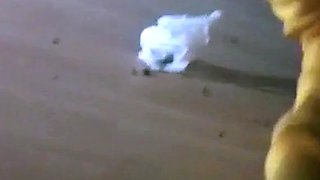 Korean Amateur Sucks Cock in Bathroom Gloryhole
