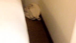 Amateur girlfriend fucked with creampie cumshot