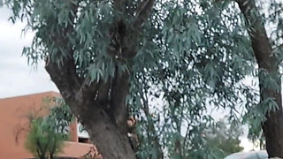 Hairy Pussy Peeing Along Side a Busy Road
