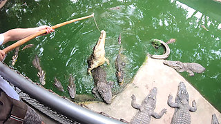Crocodile feeding and twat pleasing