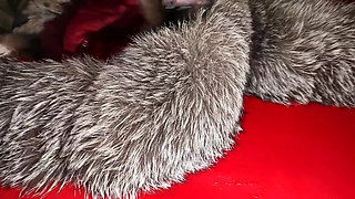 Fuck by Fur and Mega Squirt on Fur