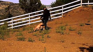 Greyhound Brutal Pony Training