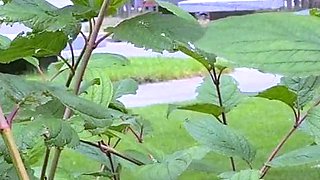 Brunette Solo Webcam Masturbation