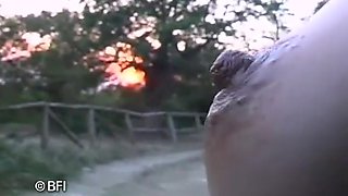 The Boiled Camiba