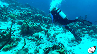 Supergirl Meets the Horniest Octopus in Bonaire