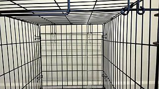 Morgana Laveau - Roommate's Revenge