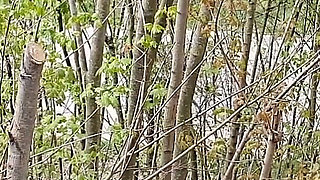 Outdoor BJ Swallowing with Cum