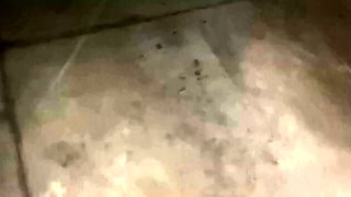 Public Parking Mall Sex With My Boss's Big-Ass Girl