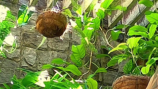 Drinking Morning Urine, Gaging, and Dirty Ass-to-mouth!! Anal Creampie Swallowed!! Cnc "real" -alternative Cam-