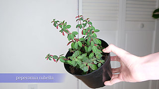 July Plants