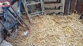 A Lesbian Slave In A Haystack 1 - Sub