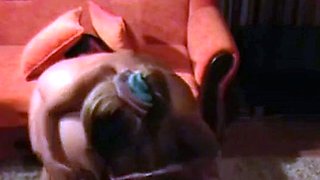Femdom action with sex toys on webcam