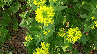 Bengali Wife First Time Video - Wet Pussy fingering 2026